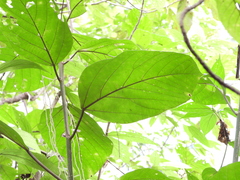 Acalypha macrostachya