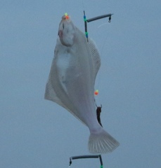 Limanda limanda