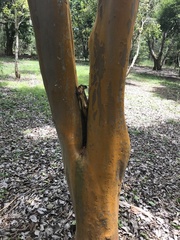 Psidium longipetiolatum
