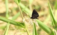 Ginungagapus ranesus