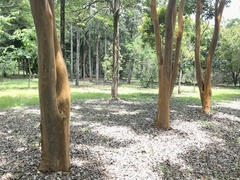 Psidium longipetiolatum