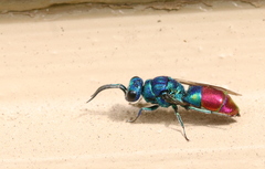 Chrysis fulgida