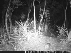 Sylvilagus brasiliensis