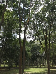 Psidium longipetiolatum