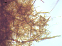 Asterodon ferruginosus