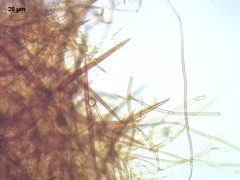 Asterodon ferruginosus