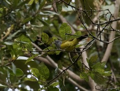 Cnemoscopus rubrirostris