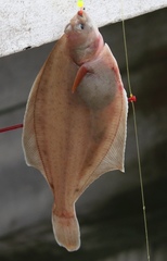 Limanda limanda