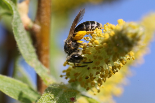 Andrena nigra