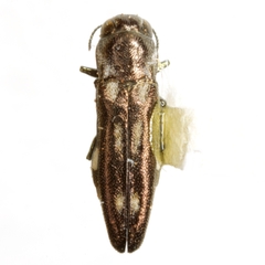 Agrilus pectoralis
