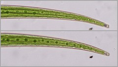 Closterium ralfsii
