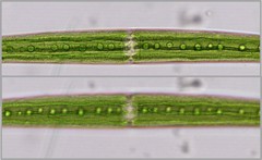 Closterium ralfsii