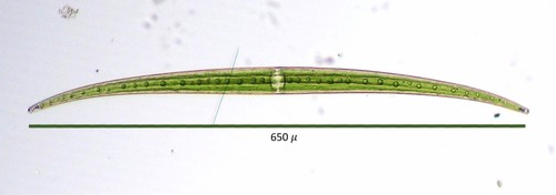 Closterium ralfsii