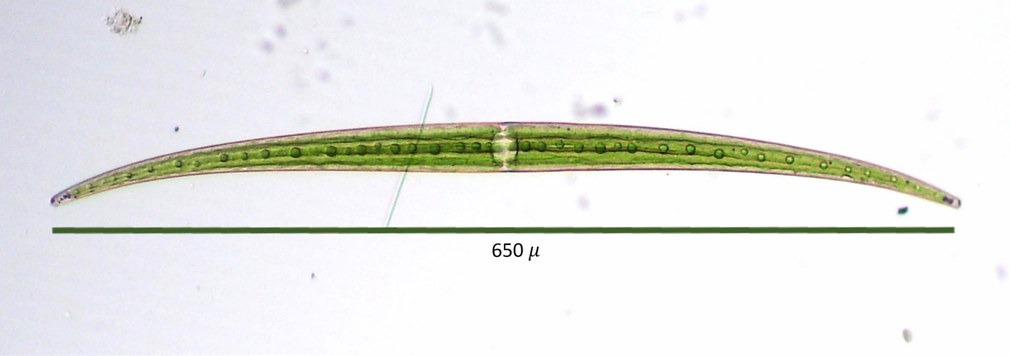 Closterium ralfsii