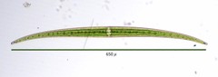 Closterium ralfsii