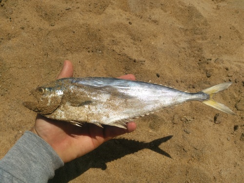Castin leatherjack (Oligoplites saliens) — Carangidae — 4