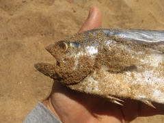 Oligoplites saliens