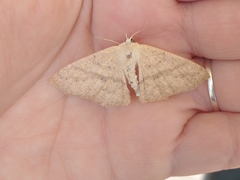 Geometridae