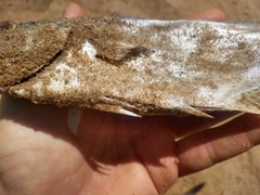 Oligoplites saliens