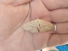 Geometridae