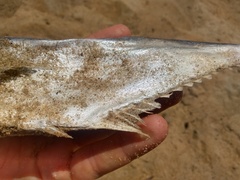 Oligoplites saliens