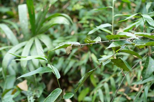 Annona hypoglauca observed 2022-01-11