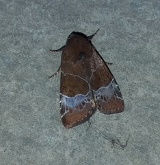 Hampsonodes