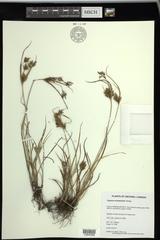 Cyperus schweinitzii