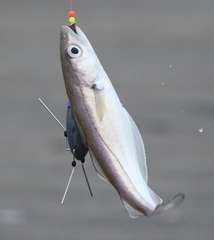 Merlangius merlangus