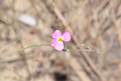 Malcolmia littorea