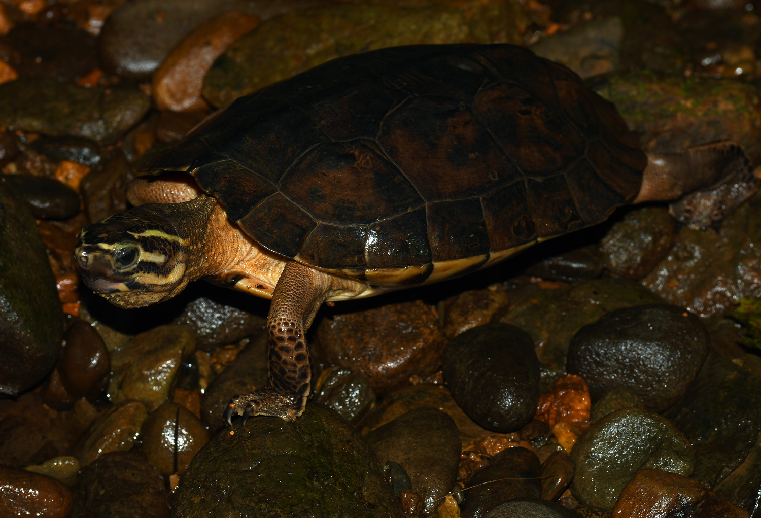Large-nosed Wood Turtle (Rhinoclemmys nasuta) · iNaturalist