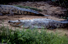 Crocodylus intermedius