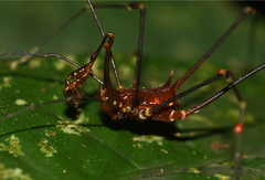 Stygnicranaus