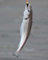 Merlangius merlangus