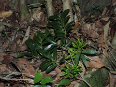 Xylopia nitida