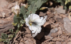 Phulia nymphula