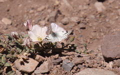 Phulia nymphula