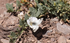 Phulia nymphula