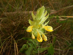 Melampyrum barbatum