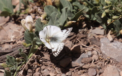 Phulia nymphula
