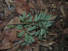 Xylopia nitida