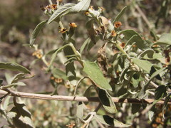 Buddleja mendozensis