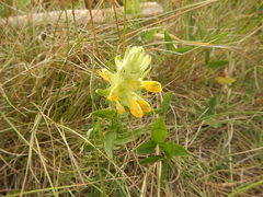 Melampyrum barbatum