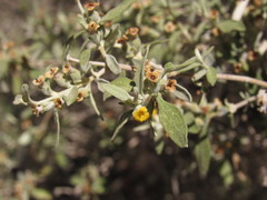 Buddleja mendozensis