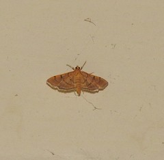Omiodes indicata