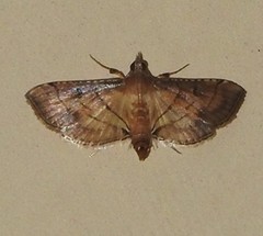 Spilomelini