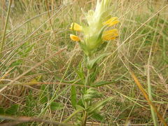 Melampyrum barbatum