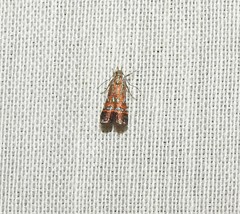 Tricyanaula aurantiaca