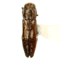 Agrilus prosopidis