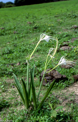 Hymenocallis tubiflora
